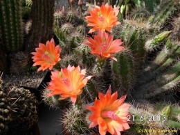 Echinocereus salm-dyckianus f.